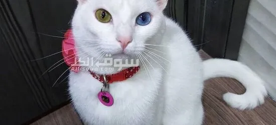 Beautiful Khao Manee Cats for sale