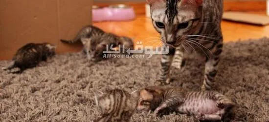 Amazing Achera Kittens for sale