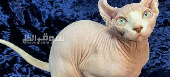 Sphynx Kittens for sale