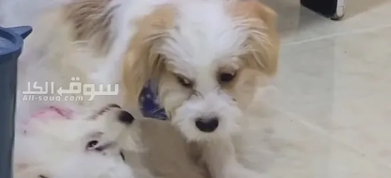 زوج كلاب مالتيز ألفين للبيع صفار عندهم جواز سفر وكل القحات