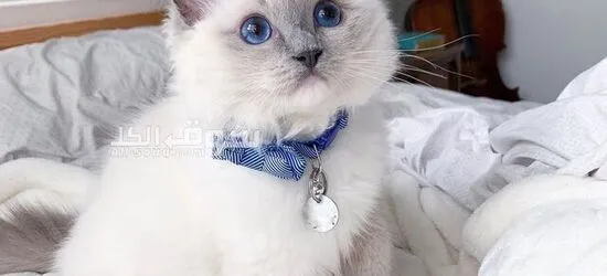 Ragdoll Kitten for Adoption