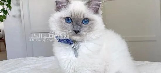 Ragdoll Kitten for Adoption - 2