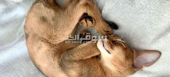Abyssinian Cat