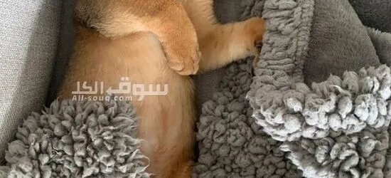 Abyssinian Cat - 3