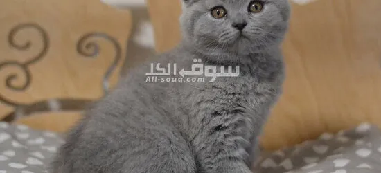 adorable kittens available for sale