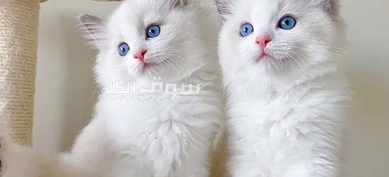 Adorable kittens for sale