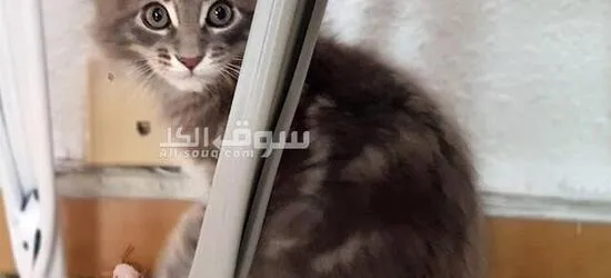 Beautiful Maine Coon kitten vaccinated and dewormed