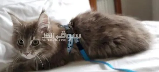 Beautiful Maine Coon kitten vaccinated and dewormed - 2