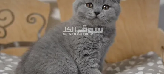 kittens available for sale cheaper prices