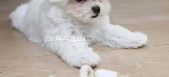 Adorable Maltese Puppy Ready for Adoption!