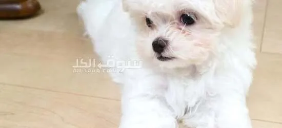 Adorable Maltese Puppy Ready for Adoption! - 2