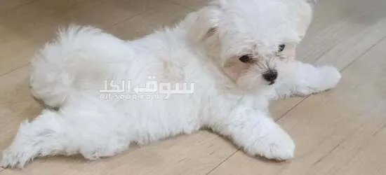 Adorable Maltese Puppy Ready for Adoption! - 3