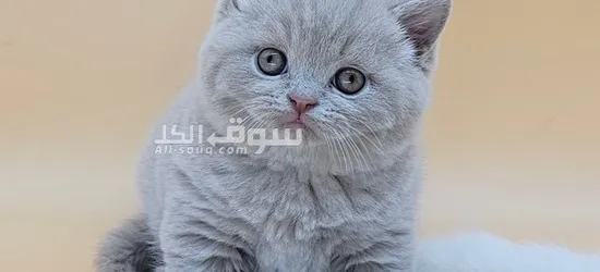 British Shorthair for sale