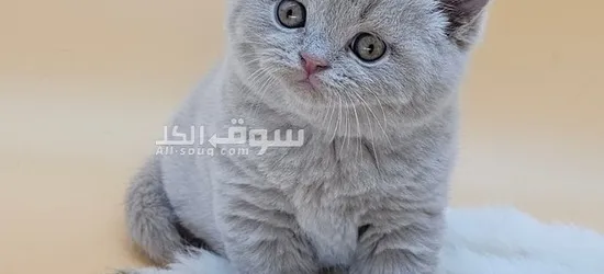 British Shorthair for sale - 2