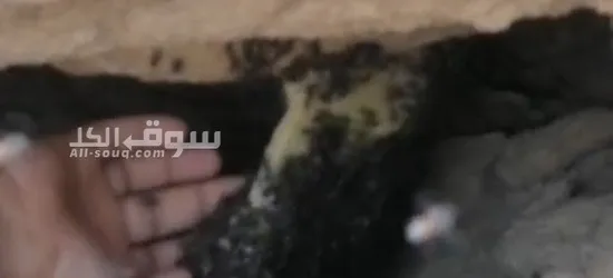 العسل ابوطويق جبلي مال برم سمر مقصوص2025 شهر 7 من جبال سلطنه عمان ولايه عبري - 2