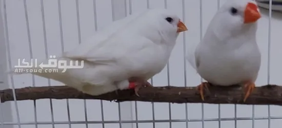 زوج زيبرا ابيض حجم سوبر