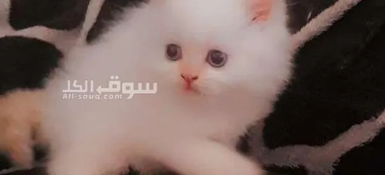 قطط هملايا سكوتش فولد وراغدوال العمر 45 يوم متعودين على اللتر بو**** واكل الويت فود