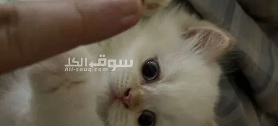 قطط هملايا سكوتش فولد وراغدوال العمر 45 يوم متعودين على اللتر بو**** واكل الويت فود - 2