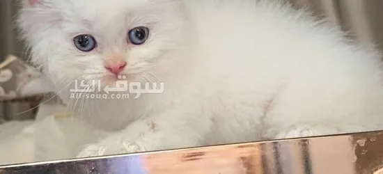 قطط هملايا سكوتش فولد وراغدوال العمر 45 يوم متعودين على اللتر بو**** واكل الويت فود - 3