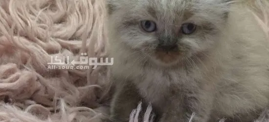 قطط هملايا سكوتش فولد وراغدوال العمر 45 يوم متعودين على اللتر بو**** واكل الويت فود - 4