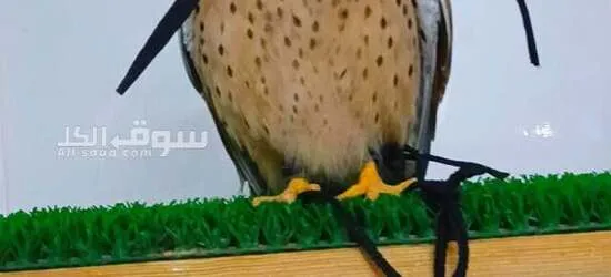 صقر شرياص بذوار للبيع في راس الخيمة مع الدس والسبوق والبرقع - 1