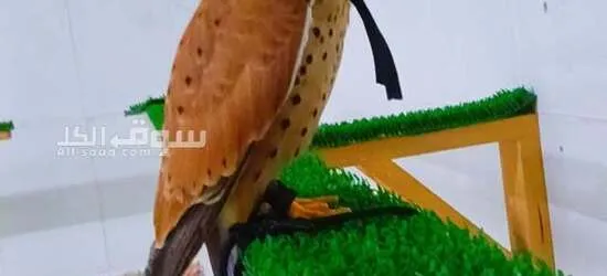 صقر شرياص بذوار للبيع في راس الخيمة مع الدس والسبوق والبرقع - 2