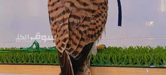 صقر شرياص بذوار للبيع في راس الخيمة مع الدس والسبوق والبرقع - 3