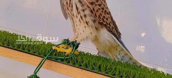 صقر شرياص بذوار للبيع في راس الخيمة مع الدس والسبوق والبرقع - 4