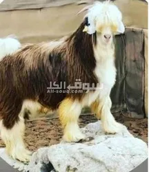 لبيع زبايح خصوصیات
