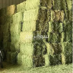 استيراد و تصدير - 4